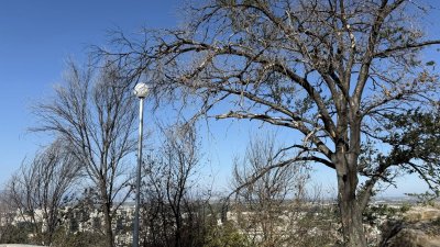 Зелените &bdquo;удушвачи&ldquo; в Пловдив: Бръшлян, лози и глициния убиват дървета, а никой не реагира