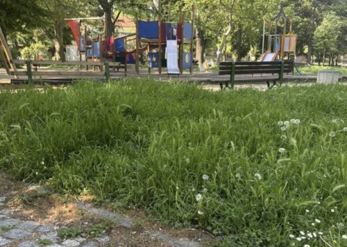 Пловдив потъва в бурени: &bdquo;Паркове и градини&ldquo; изостава, тревата стига до коляното