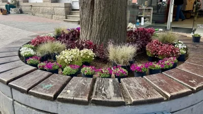 Главната на Пловдив &bdquo;смени кожата&ldquo;: 3000 нови цветя превзеха центъра