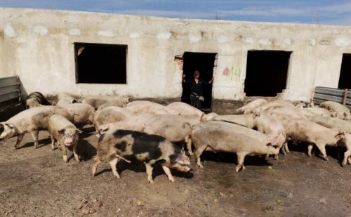 Нови ферми за прасета и крави в Пловдивско: РИОСВ разглежда поредица инвестиции