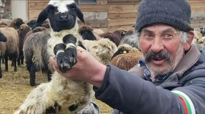 Отчаяние и гняв: Семейството на бай Рибан се бори срещу държавен натиск върху стадото си