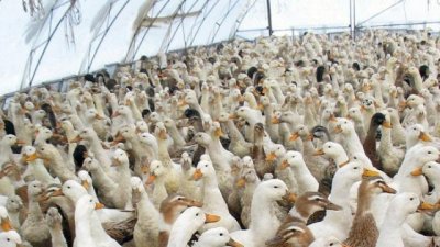 Пети търг за изоставената ферма за патици край Брезово: Цената държи над 380 000 евро