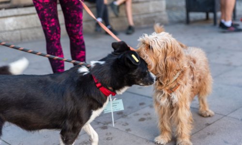 Пловдив пуска талони за кастрация на домашни любимци: Отстъпка 40 евро за куче и 30 евро за котка