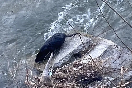 Защо реките в Пловдивско се напълниха с нутрии след дъждовете?