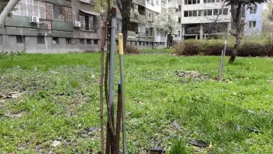 Пловдив готви до 2500 евро за зелени междублокови пространства, но срещу доброволен труд