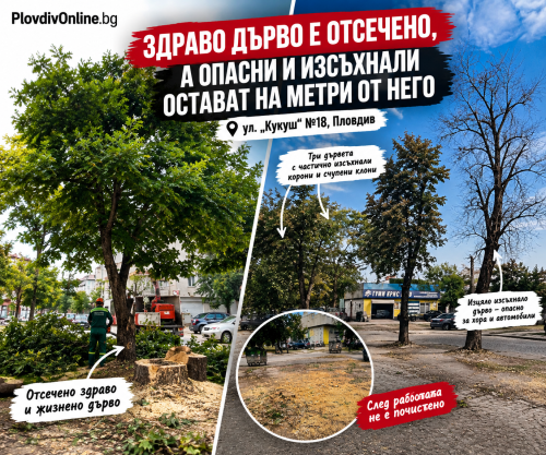 (СНИМКИ) Сигнал до PlovdivOnline.bg: Здраво дърво е отсечено, а опасни и изсъхнали остават на метри от него