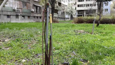 Пловдив готви до 2500 евро за зелени междублокови пространства, но срещу доброволен труд