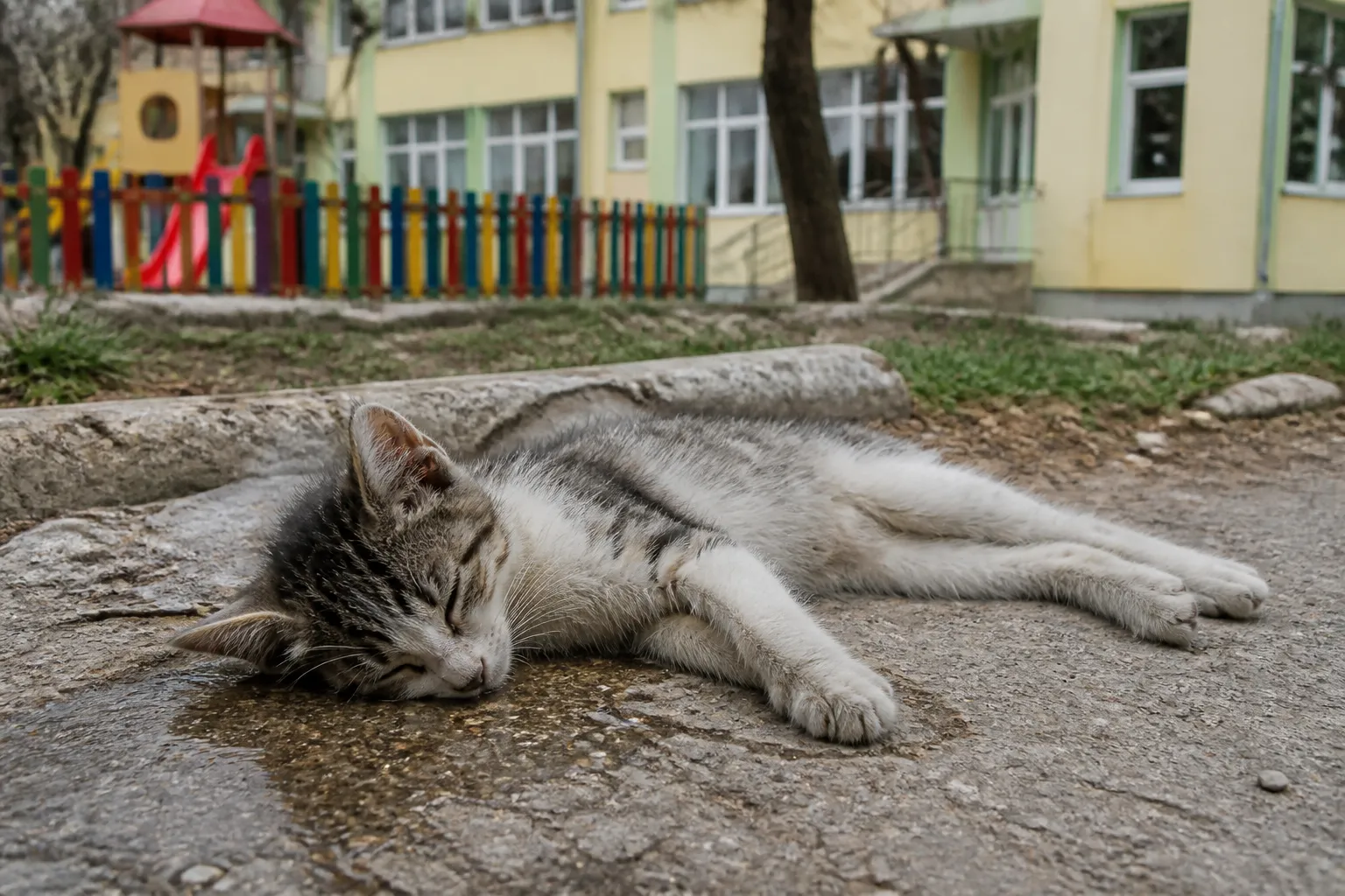 Коте в Асеновград е отровено с антифриз край детска ясла