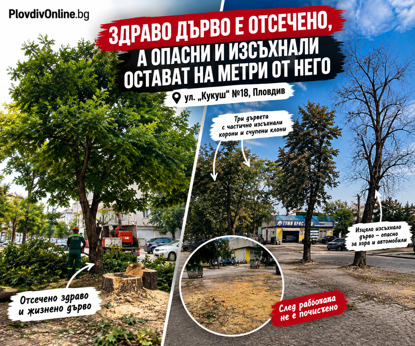 (СНИМКИ) Сигнал до PlovdivOnline.bg: Здраво дърво е отсечено, а опасни и изсъхнали остават на метри от него