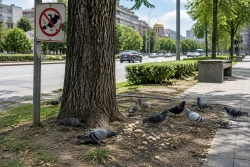 Скрита камера следи храненето на гълъби на бул. „България“ в Пловдив