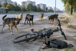 Глутница кучета нападна велосипедист на бул. „Освобождение“ в Пловдив