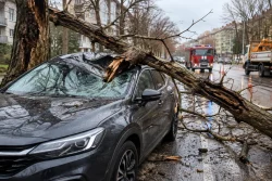Изгнил клон падна върху кола в движение в Пловдив