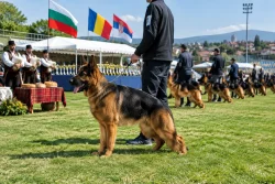 Костиево събра 140+ овчарки, Община Марица взе призове