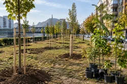 Община Пловдив засади 40 дръвчета край Железния мост