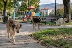 Сдружение „Заедно за град Баня“ иска мерки срещу агресивни кучета